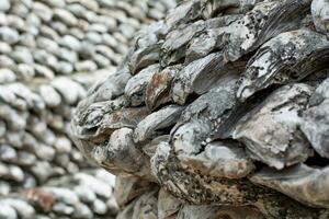 schaaldieren fossielen oude oester muur gemaakt van schelpen groot bedrag foto