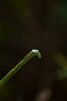 gloeiend macro blad van een levendig bloem. foto