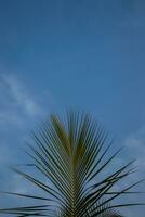 een blauw tropisch lucht met een palm blad. foto