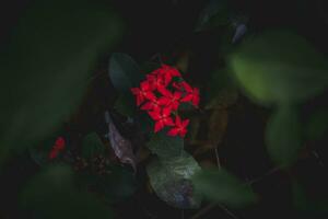 rode ixora bloem in de tuin foto