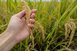 een boer hand- houdt rijst- granen in de veld- naar bewonderen de produceren gegroeid in de rijst- veld- dat Thais mensen Leuk vinden naar toenemen net zo de hoofd Bijsnijden van boeren. foto