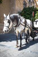 traditioneel paard en kar Bij Cordoba Spanje - reizen achtergrond foto
