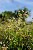 macro fotografie, detailopname, bloemen, planten foto