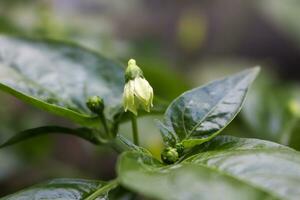 macro fotografie, detailopname, bloemen, planten foto