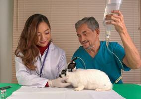 veterinair nemen zorg en traktatie konijn ziek, dierenarts nemen zoutoplossing oplossing via konijn oor bloed schip, helper Holding zoutoplossing fles, idee konijn ziek, konijn toelating in kliniek of dier ziekenhuis foto