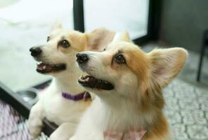 hongerig welsh corgi honden zijn gretig aan het wachten voor voedsel van eigenaar in honden ruimte binnen- Bij thuis, schattig corgi zijn verheven in de huis, selectief focus foto