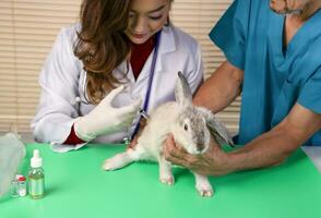 dierenarts en helper in uniform nemen zorg en traktatie konijn ziek in kliniek, jong vrouw dierenarts injecteren geneeskunde in een konijnen heup, een Mens terughoudend een konijn, Daar zijn medisch uitrusting zetten Aan tafel foto