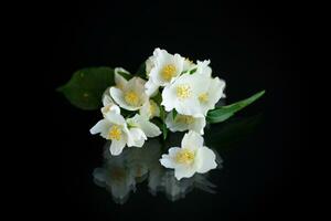 Afdeling van bloeiend geurig wit jasmijn bloemen foto