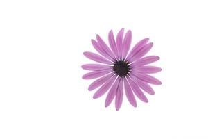 mooi wit en Purper osteospermum bloemen Aan wit achtergrond foto