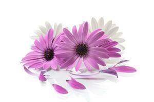 mooi wit en Purper osteospermum bloemen Aan wit achtergrond foto