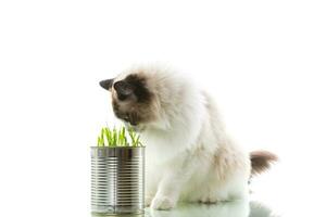 kat ras lappenpop eet gras van een blik, Aan een wit achtergrond foto