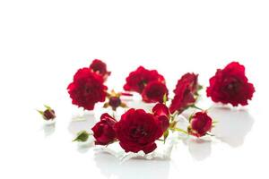 boeket van rood klein rozen, Aan wit achtergrond. foto