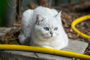 volwassen kat ras Schots chinchilla van licht grijs kleur, wandelingen buitenshuis foto