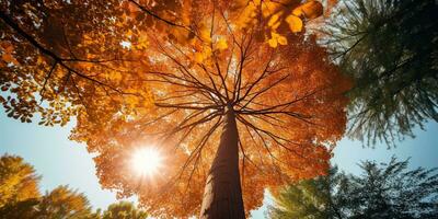 ai gegenereerd. ai generatief. herfst vallen Woud boom bodem visie naar de lucht. grafisch kunst foto
