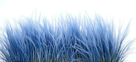 blauw zwenkgras gras grens geïsoleerd Aan wit achtergrond ai gegenereerd foto