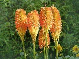 detailopname van rood heet poker bloemen in een tuin foto