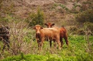 twee rood koeien - kalveren - Aan een herfst weiland zijn op zoek Bij de camera foto