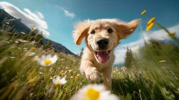 een gelukkig actief gouden retriever puppy schattig hond ravotten in de vallei weide met de mooi wild bloemen, hond rennen trog weide. voorjaar activiteiten met huisdier. voorkant en laag hoek visie. ai generatief foto