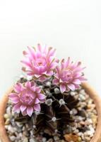 groep gymnocalycium cactusbloem, close-up roze delicate bloemblaadje bloem foto