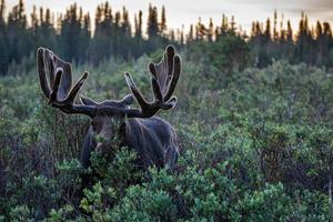 stier eland in colorado foto