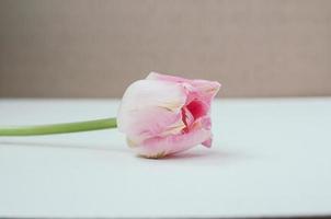 close-upmening van een mooie roze enkele tulp op contrastachtergrond foto
