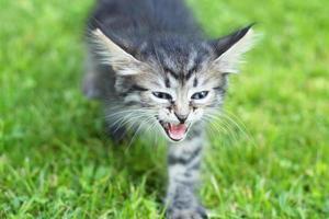 schattig katje op het gras, in de zomer foto