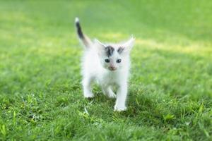 schattig katje op het gras, in de zomer foto