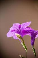 paarse trompetbloem foto