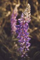 lupinebloem op een achtergrond van groen veld foto