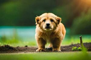 een gouden retriever puppy staand in de gras. ai-gegenereerd foto