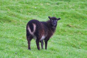 portret van Faeröerse schapen foto