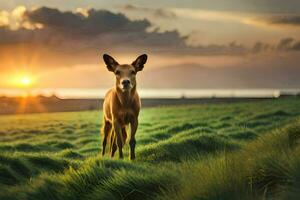 een hert staat in een veld- Bij zonsondergang. ai-gegenereerd foto