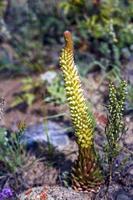 orostachys spinosa. planten van baikal close-up. foto