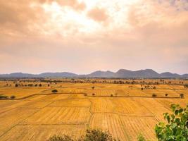 rode lucht en breed graslandvee foto