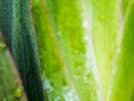 bladeren van sierplant als achtergrond foto