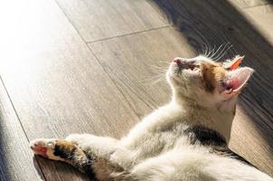 driekleurige kat koestert zich in de zon. op de vloer van het huis. een huisdier. foto