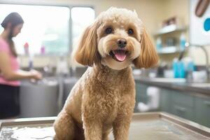 een beeld met een professioneel groomer vakkundig het wassen een hond in een professioneel uiterlijke verzorging salon, benadrukkend de kwaliteit en expertise van de onderhoud. generatief ai foto