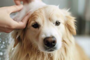 scherpstellen Aan een hand- gieten teder hond shampoo op een honden vacht, illustreren de zorg en comfort mits gedurende de het wassen werkwijze. generatief ai foto