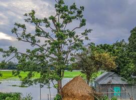 harmoniseren dorp charme en natuurlijk schoonheid Bangladesh sereen huis temidden van natuur foto