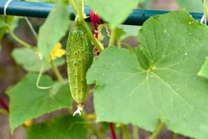 groene heldere bladeren van struik en komkommer op een huisperceel foto