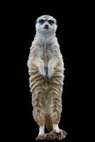 meerkat Aan een zwart achtergrond foto