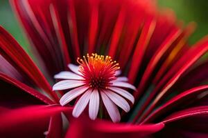 een dichtbij omhoog van een rood bloem met een geel centrum. ai-gegenereerd foto