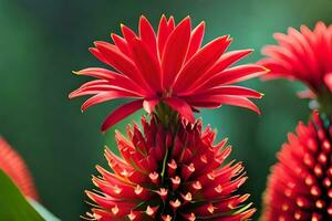 rood bromelia bloemen in de tuin. ai-gegenereerd foto