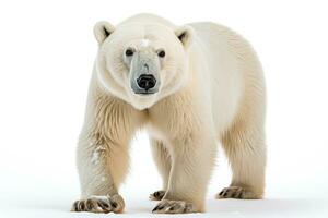 wild dier polair beer gevaarlijk zoogdieren professioneel reclame fotografie ai gegenereerd foto