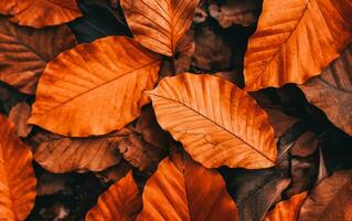dichtbij omhoog van kleurrijk herfst bladeren textuur. ai generatief foto