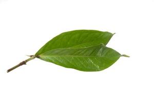 guaveblad geïsoleerd op een witte achtergrond