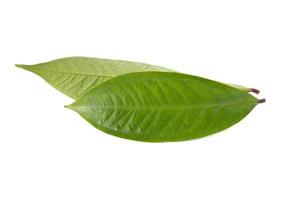guaveblad geïsoleerd op een witte achtergrond