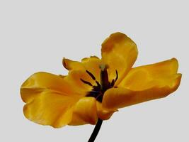 geel tulp, geïsoleerd foto