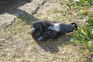 de duif rust buiten in de schaduw van een pilaar. foto