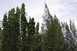 begroeid met verschillende bomen bladverliezend
